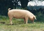 Swedish Landrace - pig breeds | goris jishebi | ღორის ჯიშები